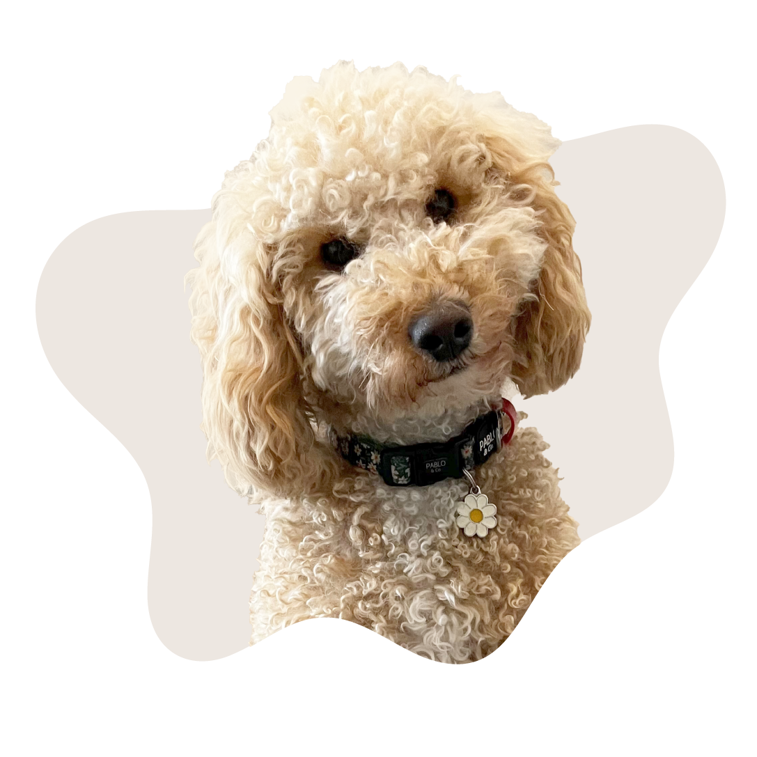 Daisy